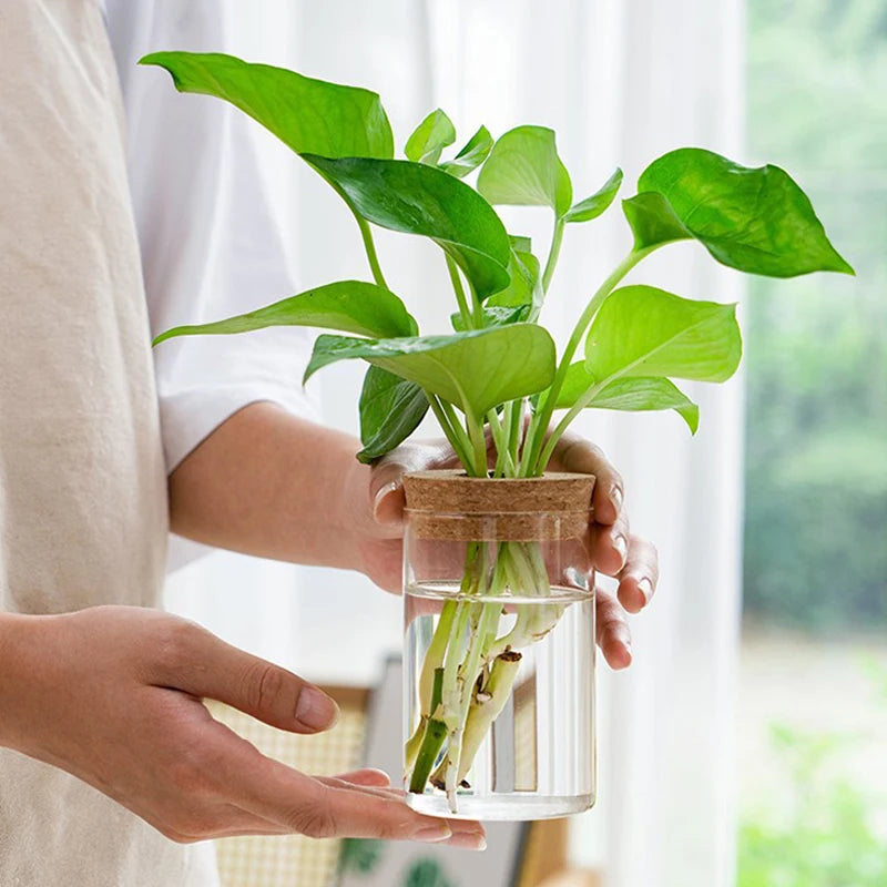 Hydroponic Plant Pot